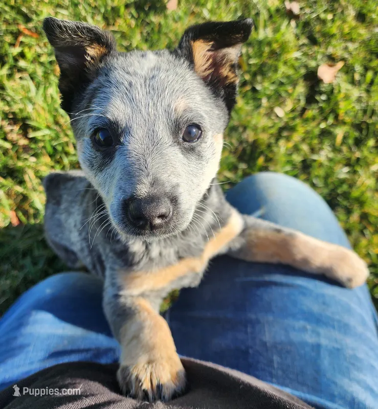 Ari – Australian Cattle Dog puppy for sale in Columbus, OH