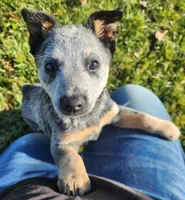 Ari, a female Australian Cattle Dog for sale in Columbus, OH – 1 of 5