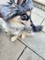 Kaiya, a female Pomsky for sale in Columbus, OH – 4 of 5