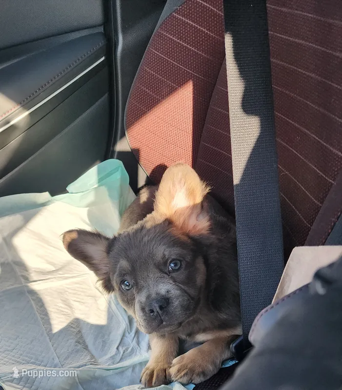 Brenda – French Bulldog puppy for sale in Columbus, OH