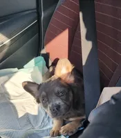 Brenda, a female French Bulldog for sale in Columbus, OH – 1 of 4