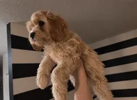 Axel, a male Cocker Spaniel and Cavachon for sale in Noblesville, IN – 2 of 2