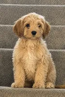 Axel, a male Cocker Spaniel and Cavachon for sale in Noblesville, IN – 1 of 2