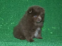 AKC Felix, a male Pomeranian for sale in Lamar, MO – 2 of 3