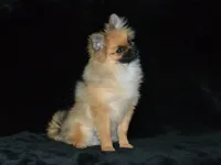AKC Dylan, a male Pomeranian for sale in Lamar, MO – 3 of 4