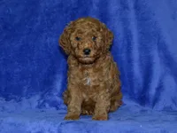 AKC Bruno, a male Poodle - Miniature  for sale in Lamar, MO – 2 of 3