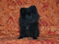 AKC Cubby, a male Pomeranian for sale in Lamar, MO – Photo 1 of 4