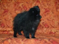 AKC Cubby, a male Pomeranian for sale in Lamar, MO – Photo 4 of 4