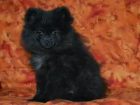 AKC Cubby, a male Pomeranian for sale in Lamar, MO – Photo 2 of 4