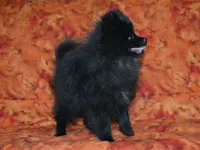 AKC Cubby, a male Pomeranian for sale in Lamar, MO – Photo 3 of 4