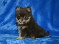 AKC Rico, a female Pomeranian for sale in Lamar, MO – Photo 1 of 4