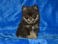 AKC Rico, a female Pomeranian for sale in Lamar, MO – Photo 3 of 4