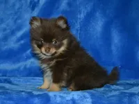 AKC Rico, a female Pomeranian for sale in Lamar, MO – Photo 4 of 4