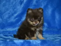 AKC Rico, a female Pomeranian for sale in Lamar, MO – Photo 2 of 4