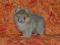 AKC Ziggy, a male Pomeranian for sale in Lamar, MO – 4 of 4