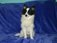 AKC York, a male Pomeranian for sale in Lamar, MO – 3 of 4