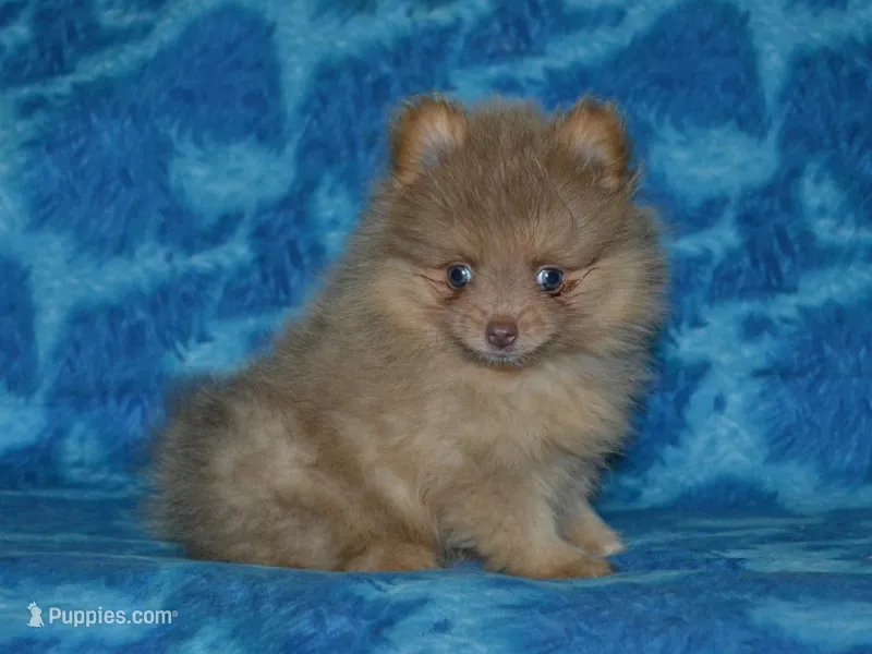 AKC Ziggy – Pomeranian puppy for sale in Lamar, MO