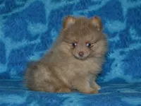 AKC Ziggy, a male Pomeranian for sale in Lamar, MO – 1 of 3