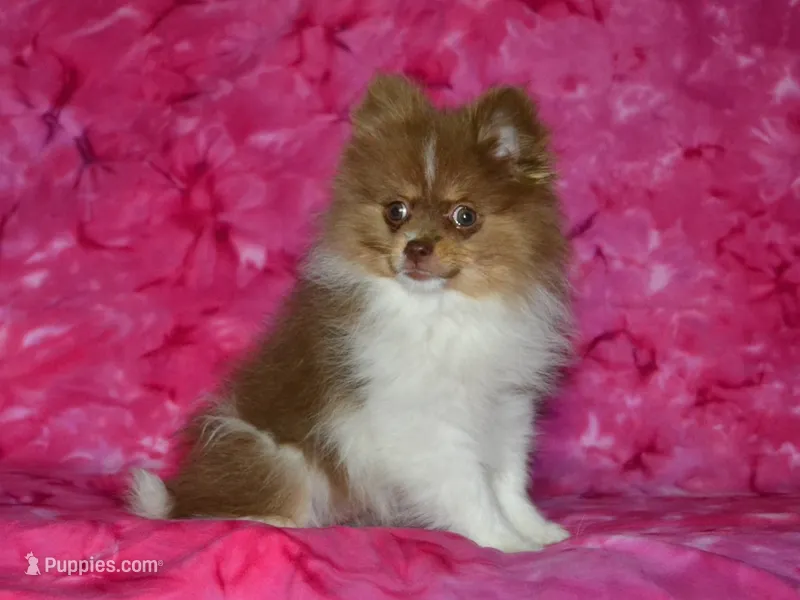 AKC Millie – Pomeranian puppy for sale in Lamar, MO
