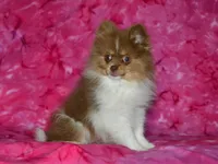AKC Millie, a female Pomeranian for sale in Lamar, MO – 1 of 5