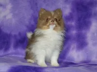 AKC Millie, a female Pomeranian for sale in Lamar, MO – 6 of 6