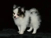 AKC Jasper, a male Pomeranian for sale in Lamar, MO – 2 of 5