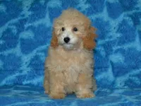 AKC Delilah, a female Poodle - Miniature  for sale in Lamar, MO – 2 of 4