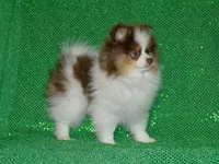 AKC Remy, a male Pomeranian for sale in Lamar, MO – 3 of 4