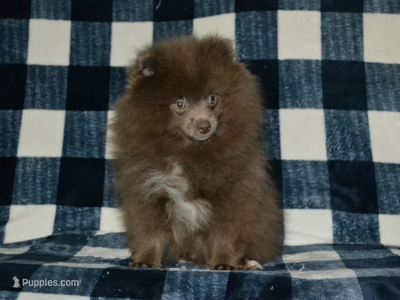 AKC Felix – Pomeranian puppy for sale in Lamar, MO