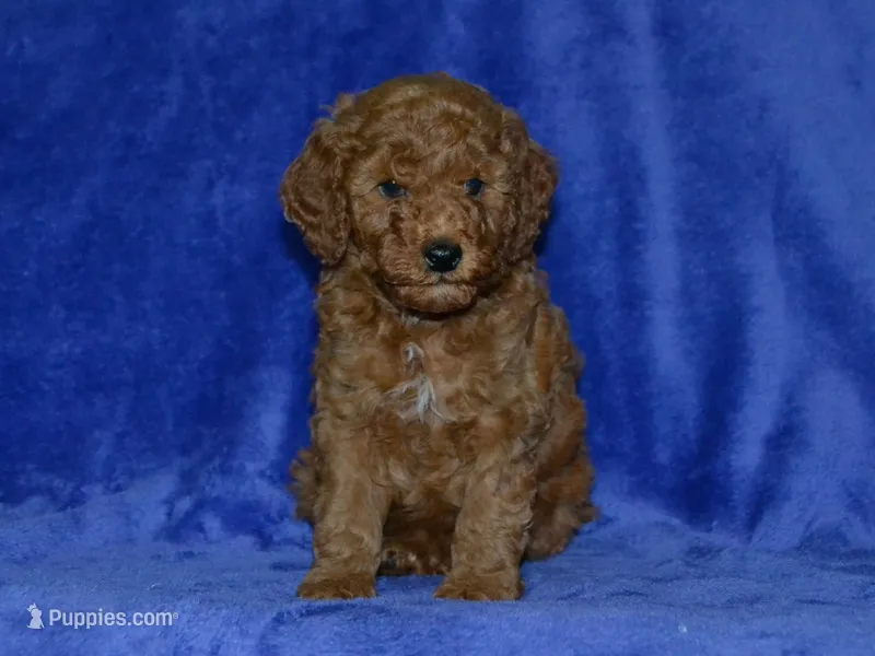 AKC Bruno – Poodle - Miniature  puppy for sale in Lamar, MO