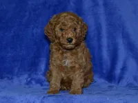 AKC Bruno, a male Poodle - Miniature  for sale in Lamar, MO – 1 of 3