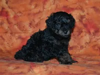 AKC Rhett, a male Poodle - Toy  for sale in Lamar, MO – 2 of 3