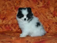 AKC Benny, a female Pomeranian for sale in Lamar, MO – 2 of 5