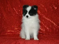 AKC York, a male Pomeranian for sale in Lamar, MO – 5 of 6