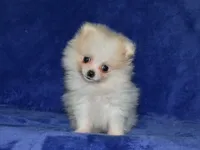 AKC Lily, a female Pomeranian for sale in Lamar, MO – 2 of 4