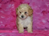 AKC Daisy, a female Poodle - Toy  for sale in Lamar, MO – 5 of 5