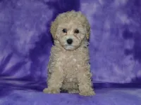 AKC Lady, a female Poodle - Miniature  for sale in Lamar, MO – 1 of 4
