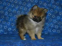 AKC Andy, a female Pomeranian for sale in Lamar, MO – 6 of 8