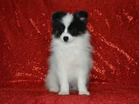 AKC York, a male Pomeranian for sale in Lamar, MO – 4 of 6