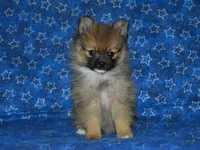 AKC Andy, a female Pomeranian for sale in Lamar, MO – 2 of 8