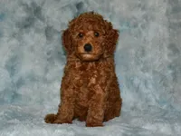 AKC Nash, a male Poodle - Miniature  for sale in Lamar, MO – 1 of 3