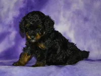AKC Allie, a female Poodle - Toy  for sale in Lamar, MO – 2 of 4