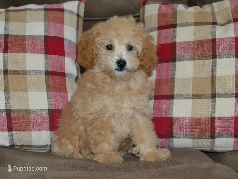 AKC Delilah – Poodle - Miniature  puppy for sale in Lamar, MO