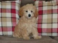 AKC Delilah, a female Poodle - Miniature  for sale in Lamar, MO – 1 of 4