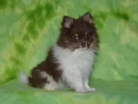 AKC Cooper, a male Pomeranian for sale in Lamar, MO – 3 of 7