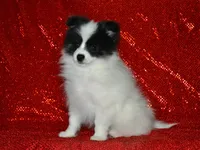 AKC York, a male Pomeranian for sale in Lamar, MO – 3 of 6