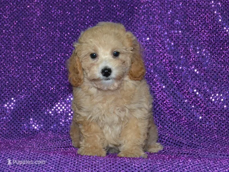 AKC Delilah – Poodle - Miniature  puppy for sale in Lamar, MO