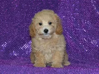 AKC Delilah, a female Poodle - Miniature  for sale in Lamar, MO – 1 of 4
