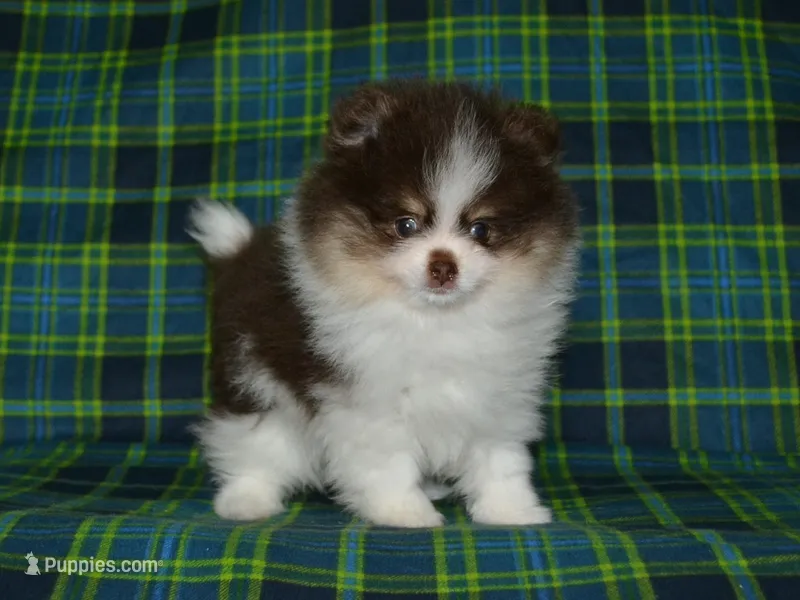 AKC Yoshi – Pomeranian puppy for sale in Lamar, MO