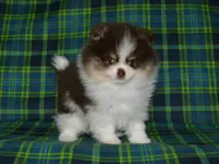 AKC Yoshi, a male Pomeranian for sale in Lamar, MO – 1 of 5